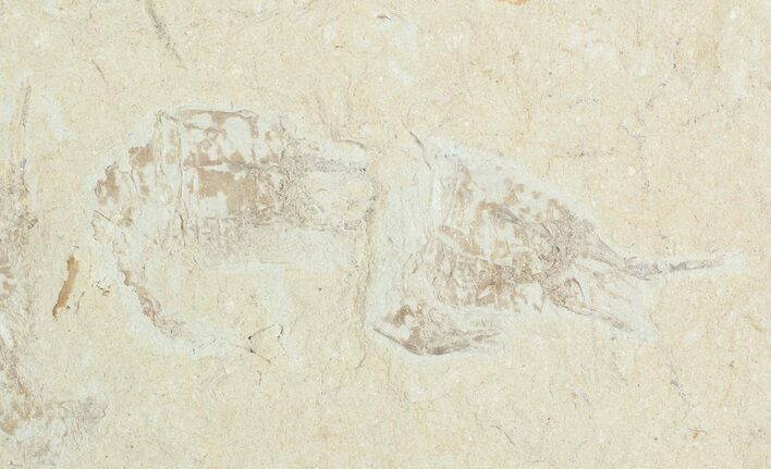 Cretaceous Fossil Shrimp - Lebanon #69982